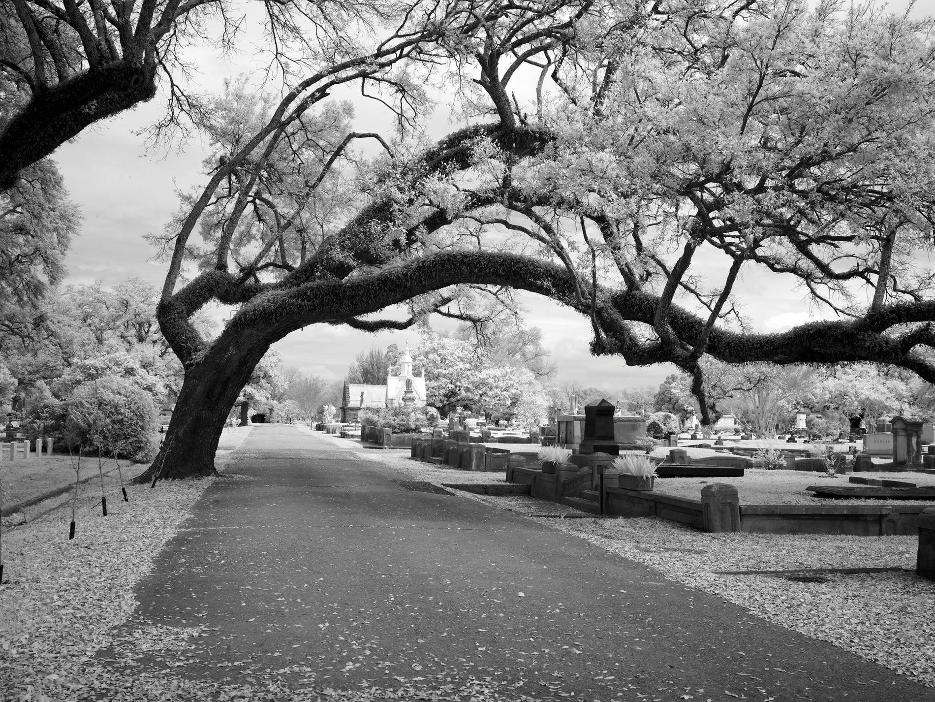 Bel arbre dans un cimetière