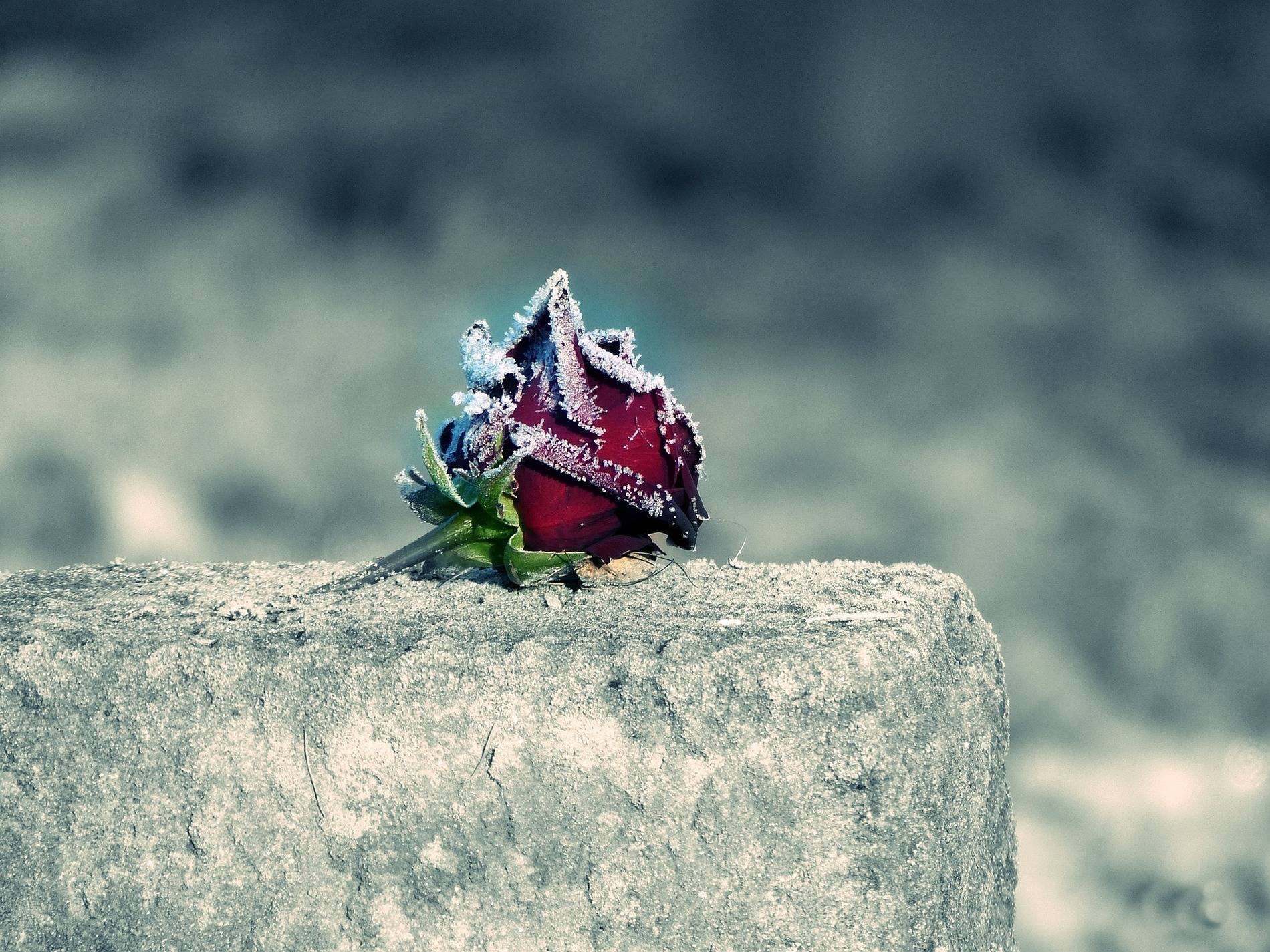 Rose sur une pierre tombale